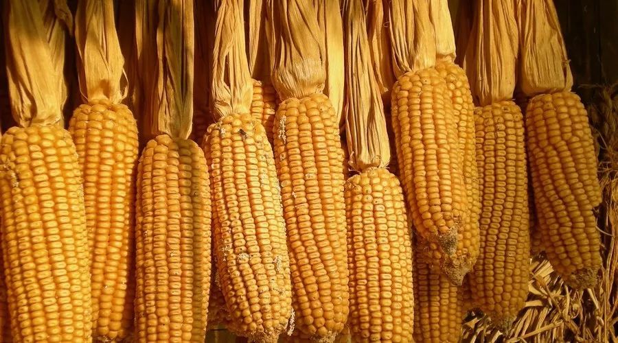 玉米今日价格多少钱一公斤 t010c3fb5b9d226eca8.jpg?size=900x500