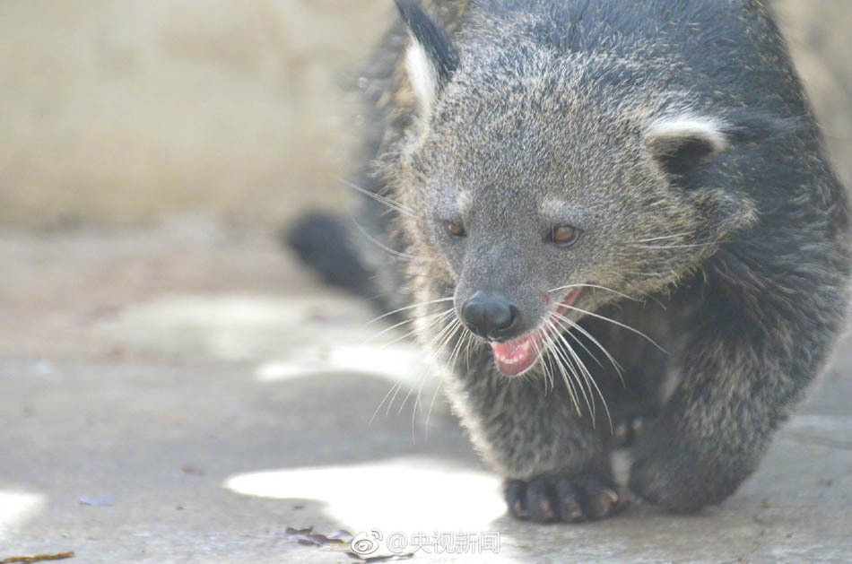 云南野生动物园引进4只 云南野生动物园引进4只