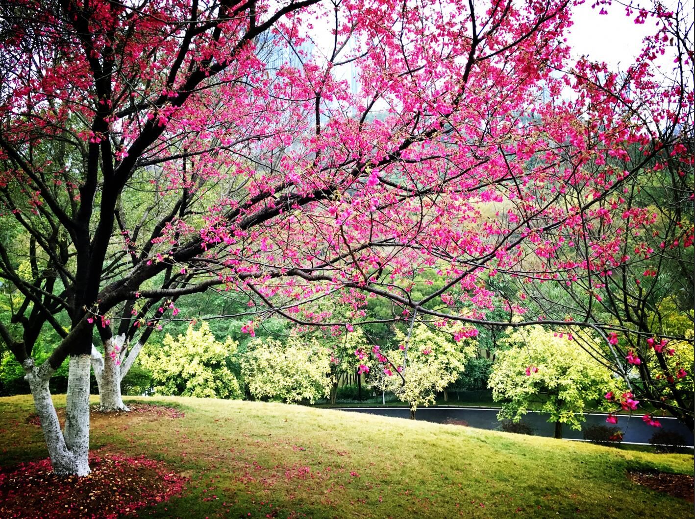 南宁石门森林公园山樱花绚丽绽放,惊艳了南宁