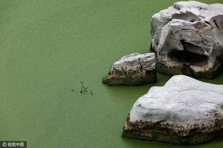 山东青岛西海岸岔河下游的一段河面上覆盖了一层油油的绿萍，绵密如毯。