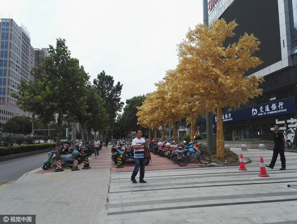 郑州街头现6棵"土豪金行道树" 路人调侃太有钱