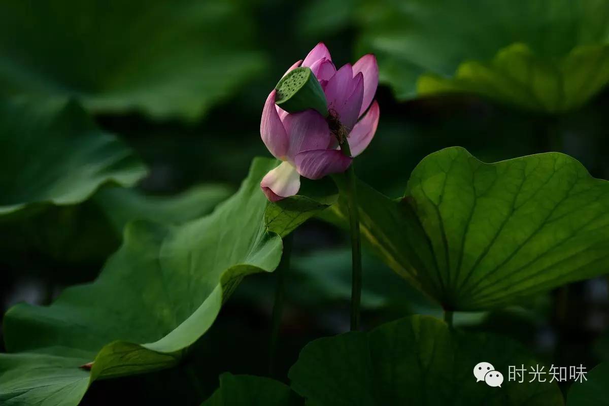 花开半夏 为荷而来