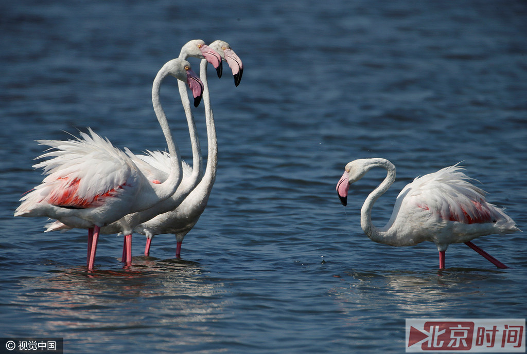 Gediz三角洲全年共有250种鸟类栖居在这里，是仅次于盐湖的最重要的火烈鸟繁殖地。