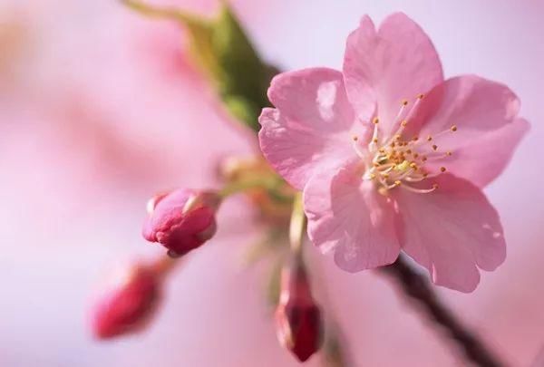 朋友们,sei告诉你们新疆没有樱花的?