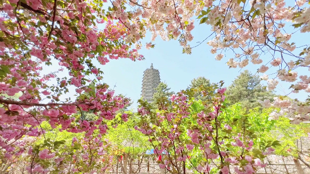 云居寺藏着绝美樱花，浪漫的樱花海洋，编织春日美梦
