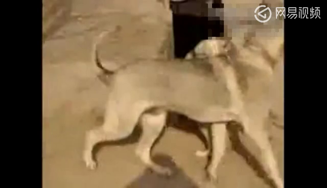 【动物交配实录】中华狼青种狗交配实拍