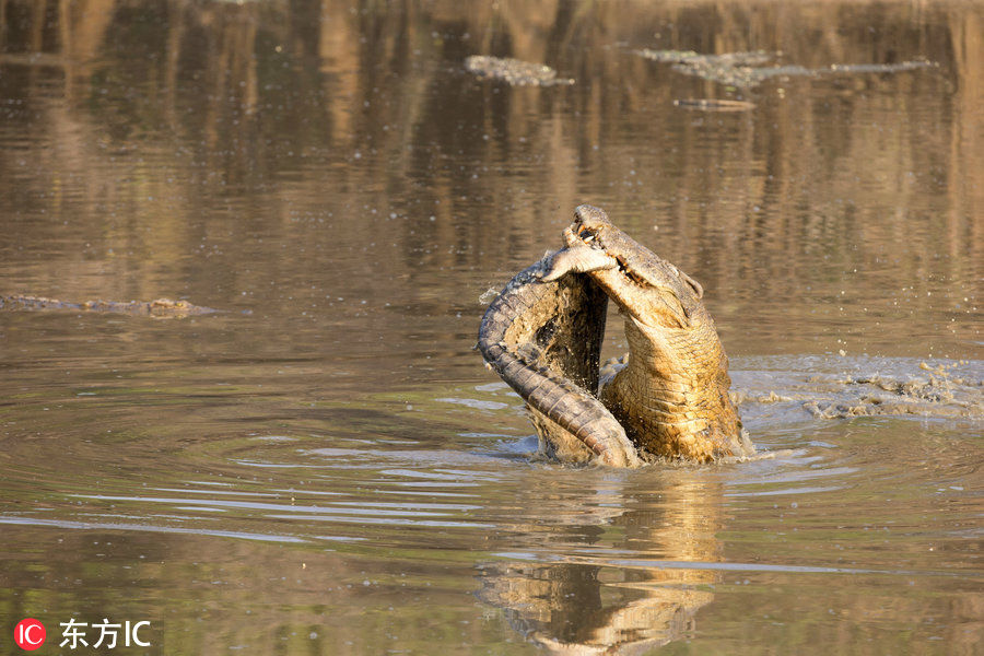 摄影师实拍赞比亚鳄鱼捕食同类 尽显凶残本性