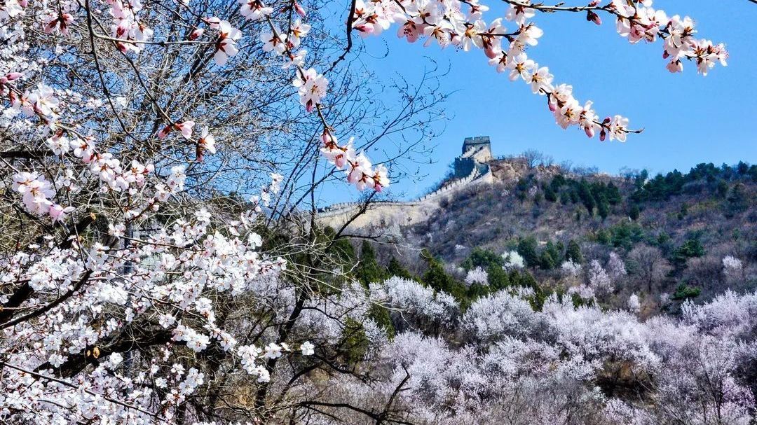 登长城、赏花、踏青……八达岭长城万亩杏花惊艳这个春天~ 登长城、赏花、踏青……八达岭长城万亩杏花惊艳这个春天~