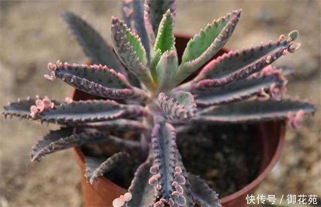 多肉不死鳥怎麼養 盆土不幹不澆水 盆栽適合新手養 雪花新闻