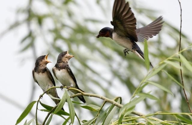 为什么现在的燕子越来越少?看完后让人悚目惊