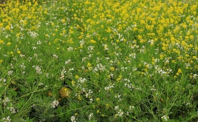 四川绵阳中部的一个小乡村,身在乡村不思归!看