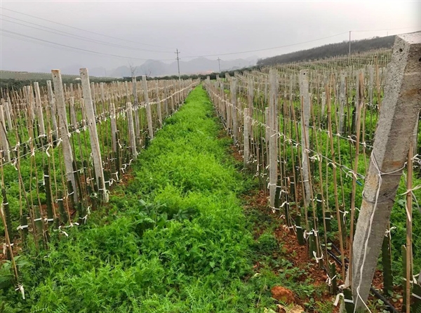 绿肥产业老树开新花