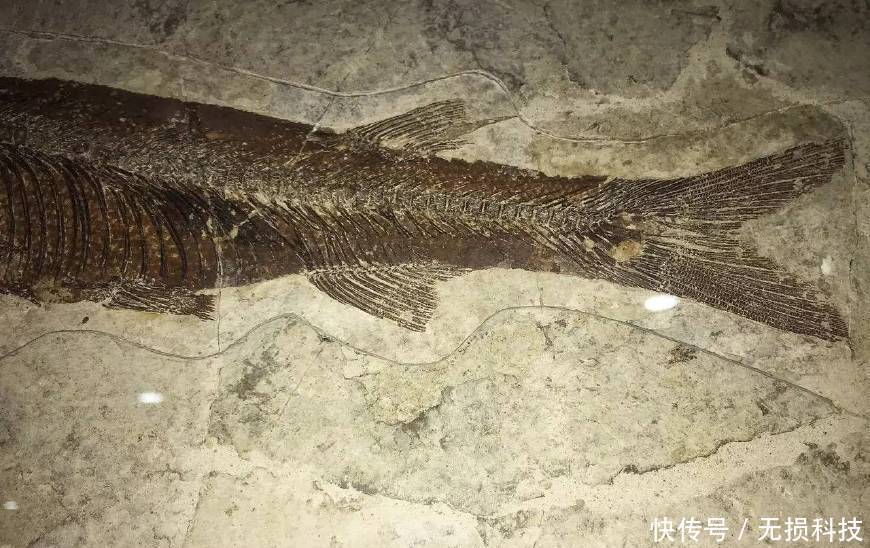 世界未解之谜:人类的祖先到底是鱼还是猿猴?网