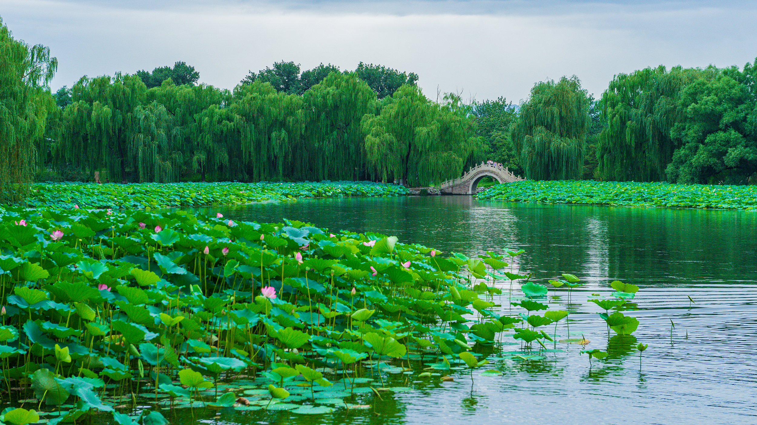 夏日京城赏荷指南 | “荷”你有约!共赏出水芙蓉 夏日京城赏荷指南 | “荷”你有约!共赏出水芙蓉