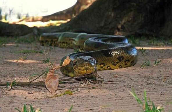 世界第一大蛇图片