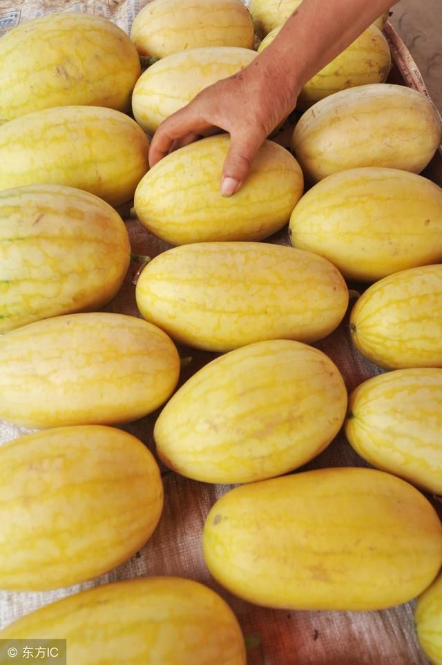 黄金西瓜产量低,但皮薄多汁,营养大,5元一斤,农民都想扩种