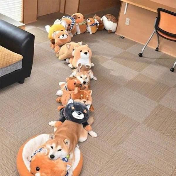 搞笑GIF趣图:被剪毛的哈士奇,这头不是P上去的