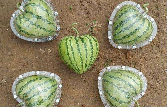 日本西瓜价格高达600元,价格昂贵却样式多样,