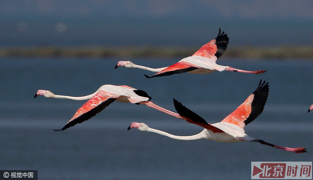 当地时间2016年8月11日，土耳其伊兹密尔，栖息在Gediz三角洲的火烈鸟，它们经过长距离的迁徙在伊兹密尔鸟类天堂栖息。