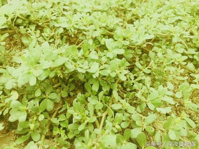 受痔疮之苦的朋友有福了,农村这种野草冶疗效