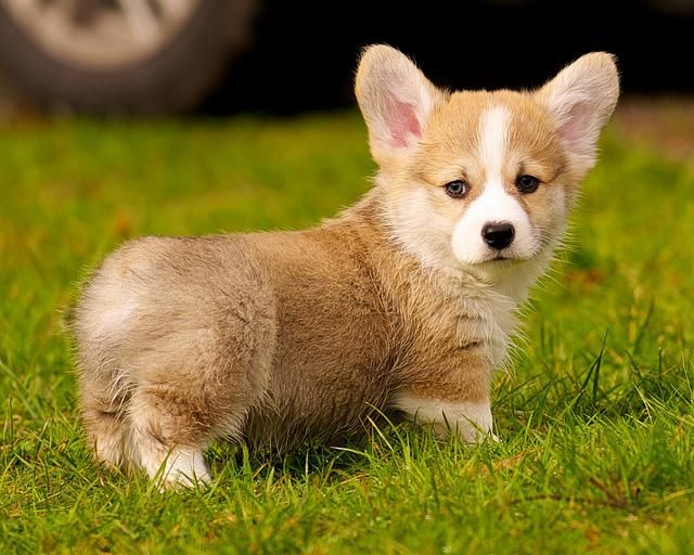 别看柯基犬身小腿短,却是不折不扣的牧牛犬