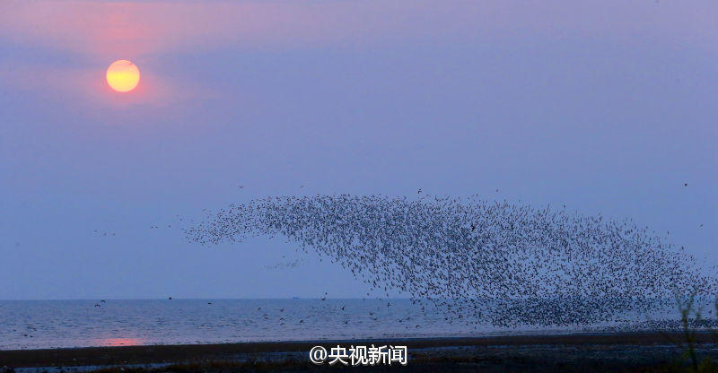 圖為黃昏下,盤錦溼地的鳥類遷徙畫面.