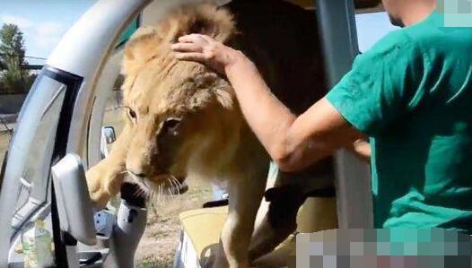 随后祖布科夫把它请下了车，带着游客们开车走了。