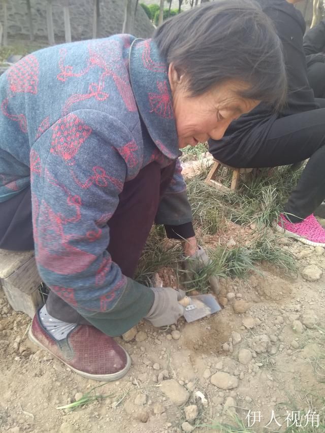 农忙季节,农村大爷大妈打零工,一天男工50女工