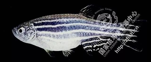 国际大牌口红毒性超标17倍!31款热门口红测评