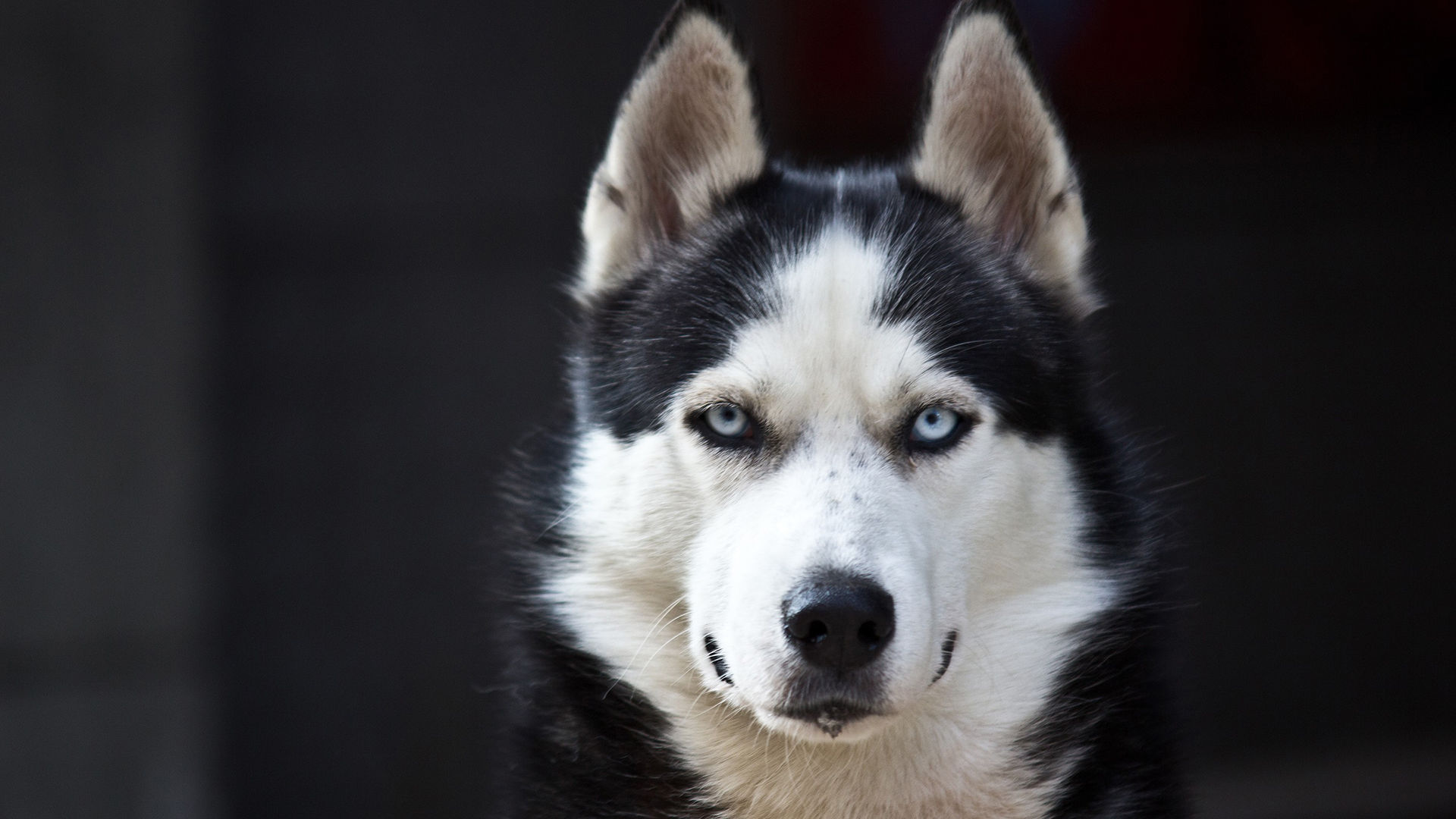 专属12星座喜欢的哈士奇,天蝎座的二哈最蠢萌