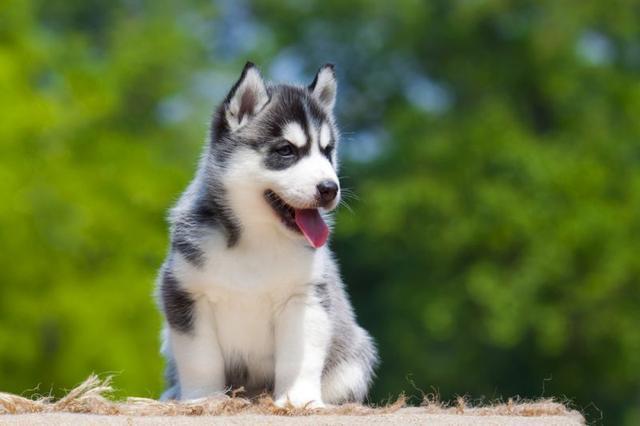 柴犬,八哥,蝴蝶犬,貴婦狗,絲毛梗,松鼠狗,史納莎,迷你品,拉薩犬,西施