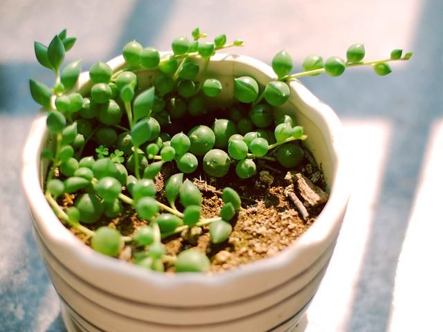 佛珠是爆盆专业户,听听爆盆控们怎么养?