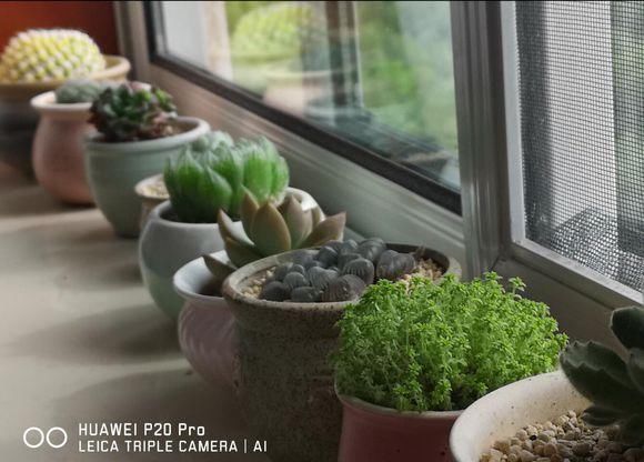 华为P20PRO手机与入门级微单拍照样张对比: