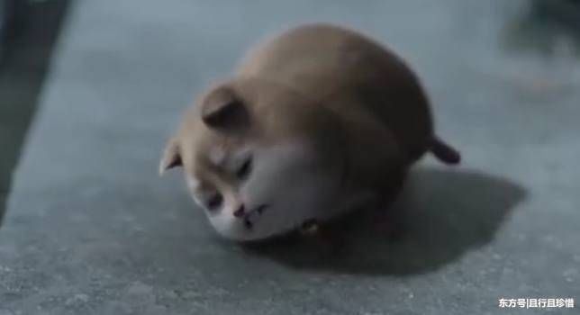 扶摇皇后:洞房花烛夜,闹洞房的却是元宝大人,无