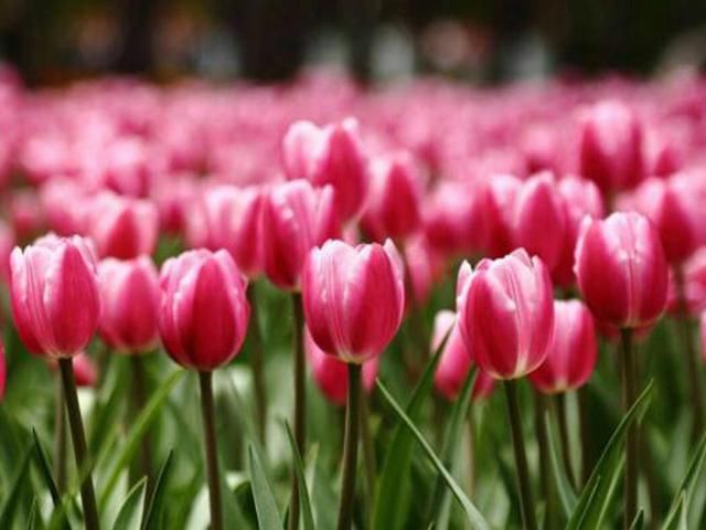 初中生仿写现代诗《感谢》,颇有汪国真之风!