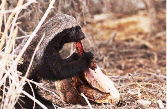 没有天敌 吃毒蛇就像吃辣条 怒怼群狮 鬣狗 猎豹 这胆量相称反常,真