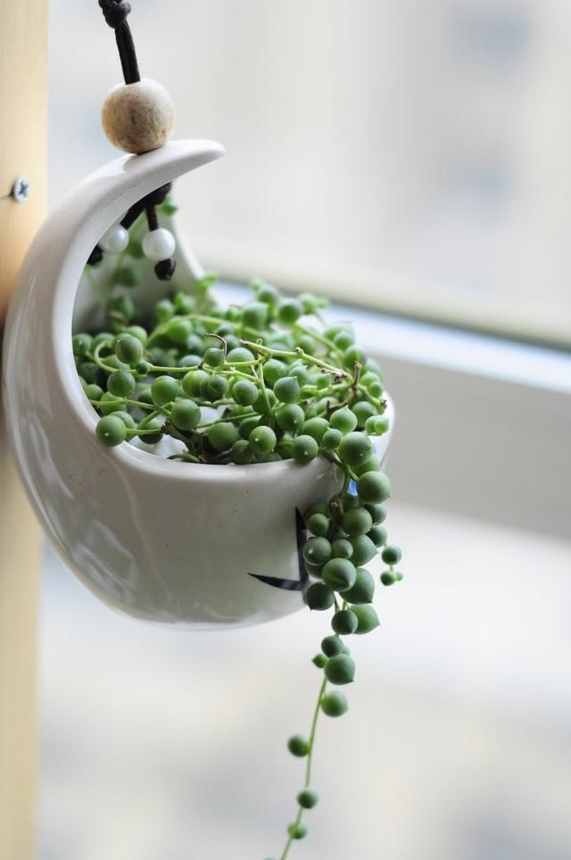 佛珠是爆盆专业户,听听爆盆控们怎么养?