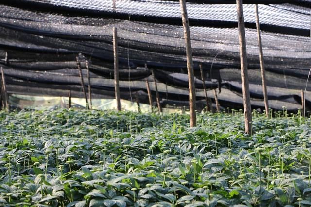 4月,一村一店乡村振兴项目将在云南正式开启