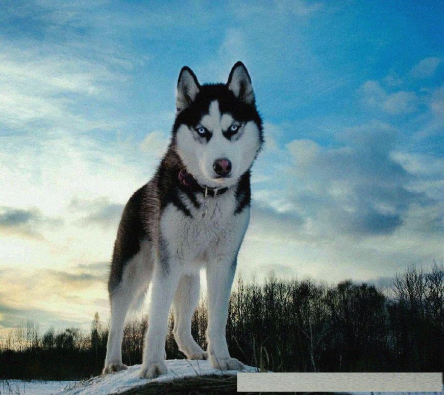 最萌狗狗排名,随便一只就能萌翻你,快来看看第