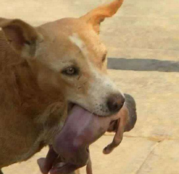 流浪狗叼着一名婴儿,众人追着喊打,狗停在了一地方所有人都惊呆