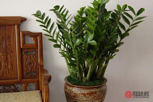 家中的洗手間放什麼植物最招財 雪花新闻 家中的洗手間放什麼植物最招財 雪花新闻