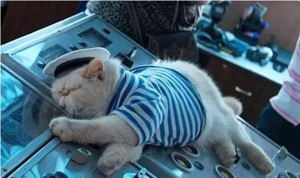 西方军舰都爱养猫,印度军舰口味独特爱养鸡!我