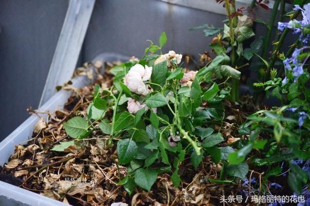 花园拜访~在云端 颜辉的空中生态玫瑰花园