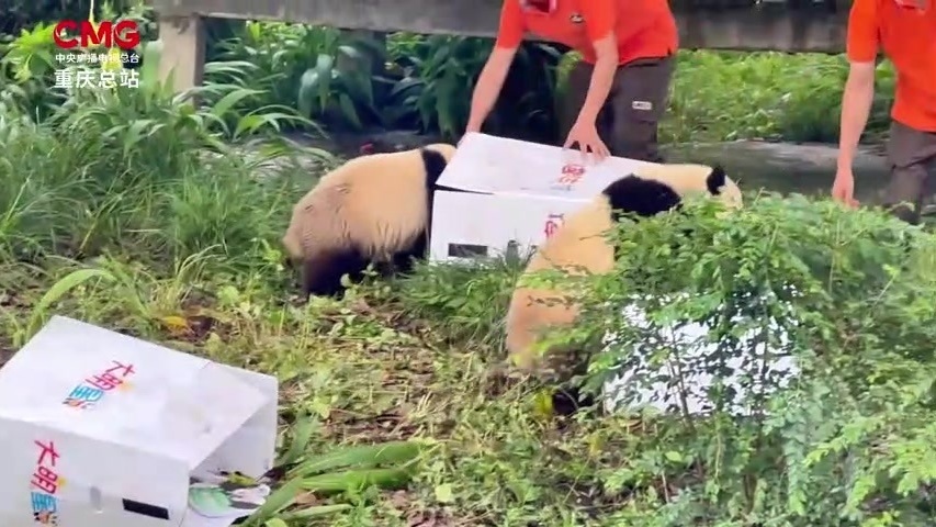 大熊猫龙凤胎周岁“生日趴“ 不爱蛋糕爱抓周 大熊猫龙凤胎周岁“生日趴“ 不爱蛋糕爱抓周