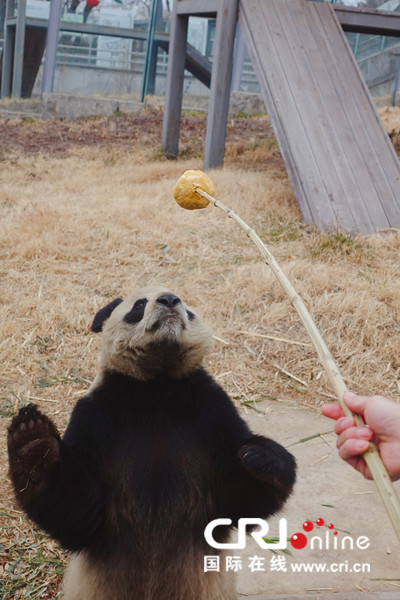 刷新传统的过年方式:“我和熊猫一起过大年” 刷新传统的过年方式:“我和熊猫一起过大年”