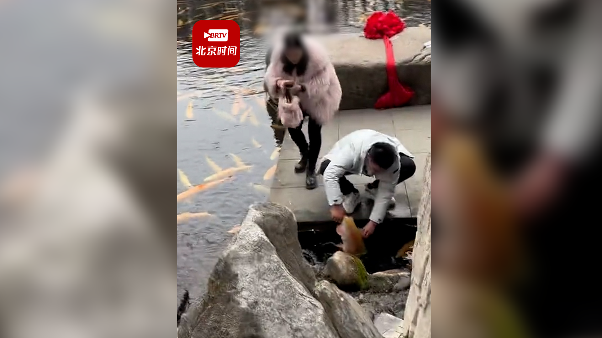 男子为拍照多次抓景区观赏锦鲤 景区：将上报处理