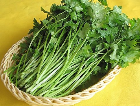 香菜根煮水,连续喝上5天会有神奇的功效!医生