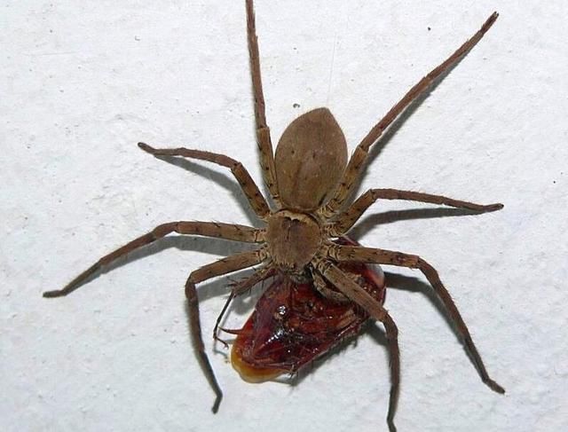 家里来了这么大一只蜘蛛!莫慌!这可是益虫