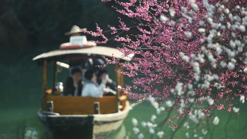 乘船寻香来！杭州西溪湿地梅花盛开