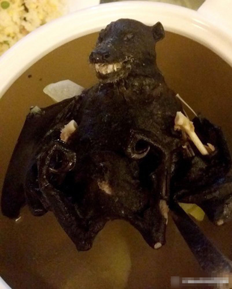 帕劳的水果蝙蝠汤 据说这次广东人都“输”了 帕劳的水果蝙蝠汤 据说这次广东人都“输”了